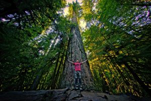 The largest tree in Cathedral Grove