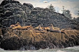 Sea lions community 