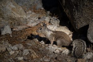 Squirrel in Yosemite National Park