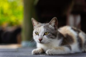 Cat in Sakurajima