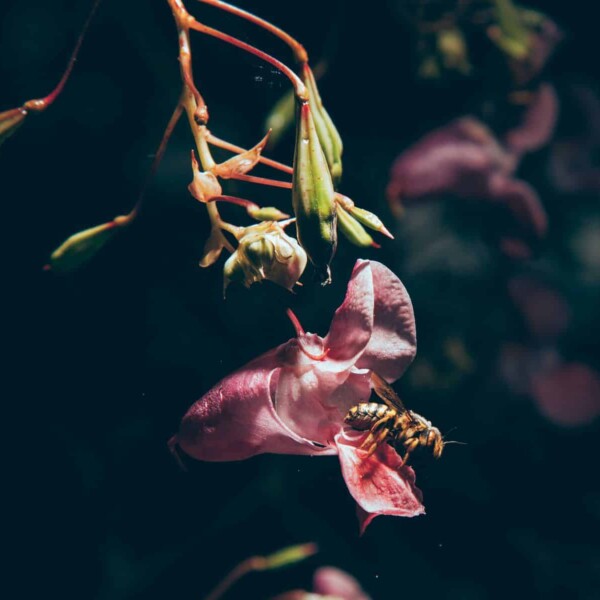 Microcosmos
